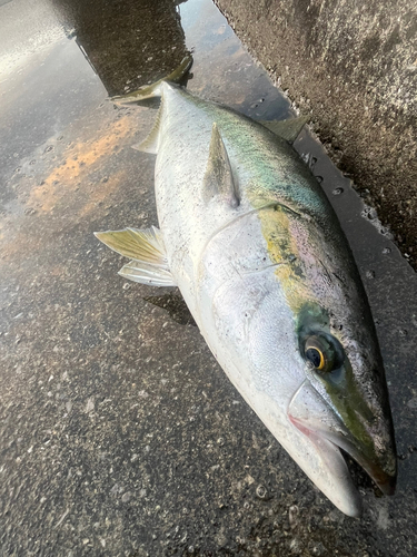 ブリの釣果