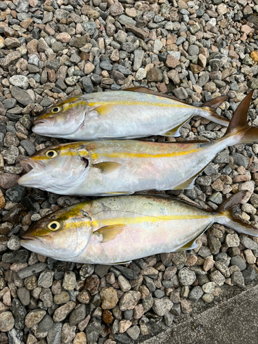 カンパチの釣果