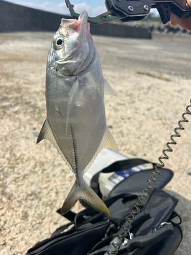 ギンガメアジの釣果