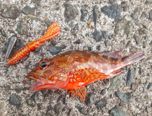 カサゴの釣果