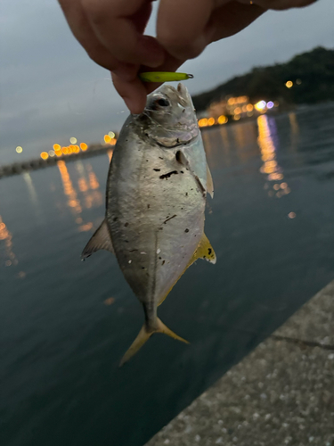 メッキの釣果