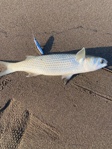 ボラの釣果