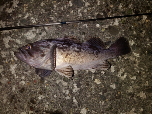 クロソイの釣果