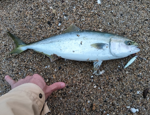 ハマチの釣果