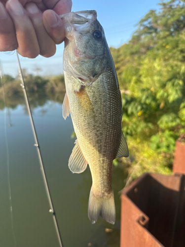 ラージマウスバスの釣果