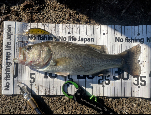 ブラックバスの釣果