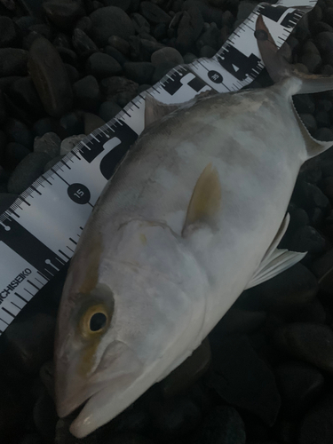 ショゴの釣果