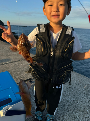 カサゴの釣果