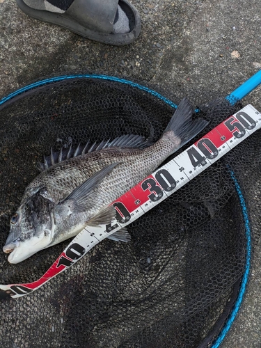 クロダイの釣果