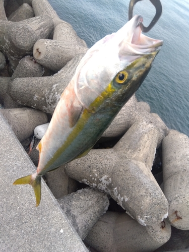 ハマチの釣果