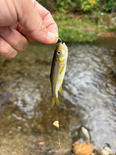 カワムツの釣果