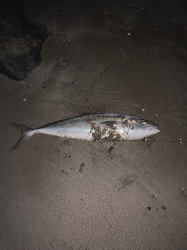 ハマチの釣果