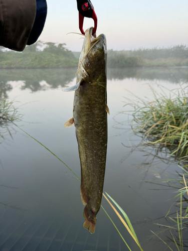 ナマズの釣果