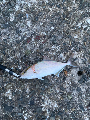 ショゴの釣果