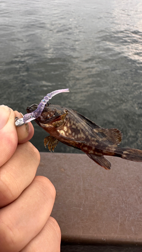 タケノコメバルの釣果