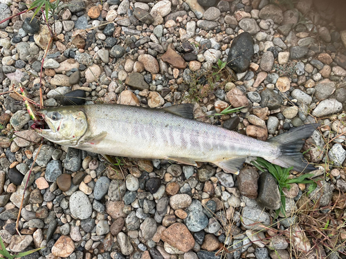 サケの釣果