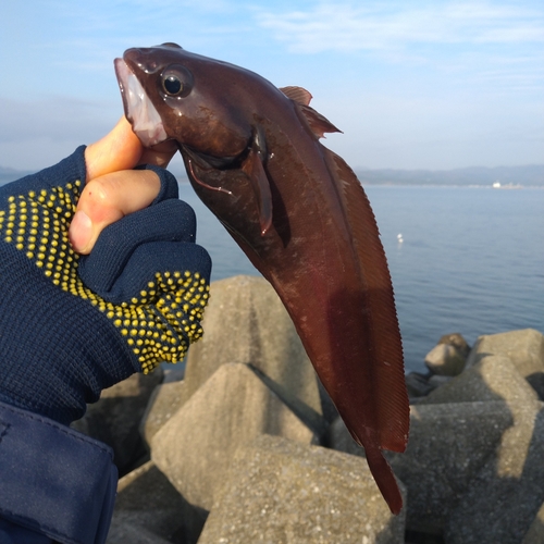 ドンコの釣果