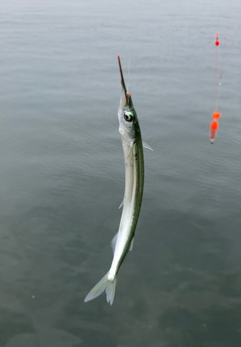 サヨリの釣果