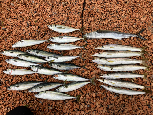 カマスの釣果