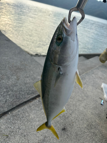 ハマチの釣果