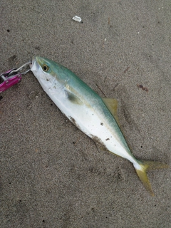 ワカシの釣果