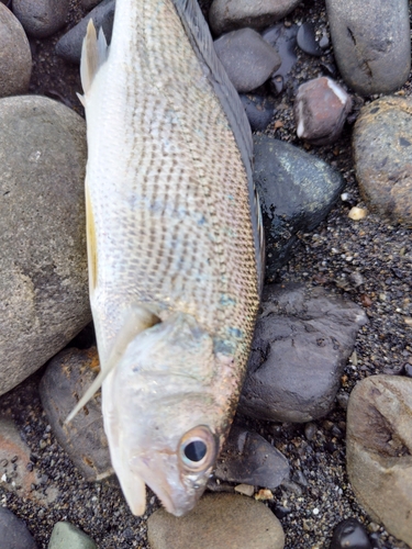 ニベの釣果