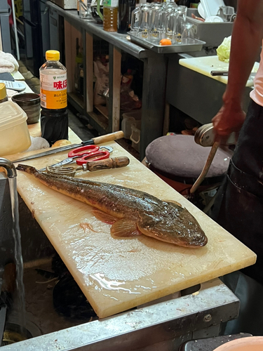 マゴチの釣果