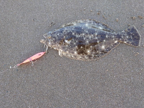 ソゲの釣果