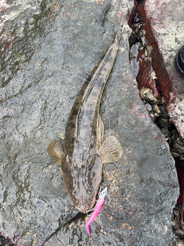 マゴチの釣果