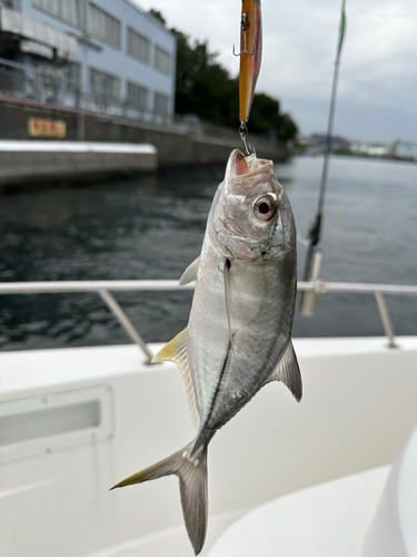 メッキの釣果