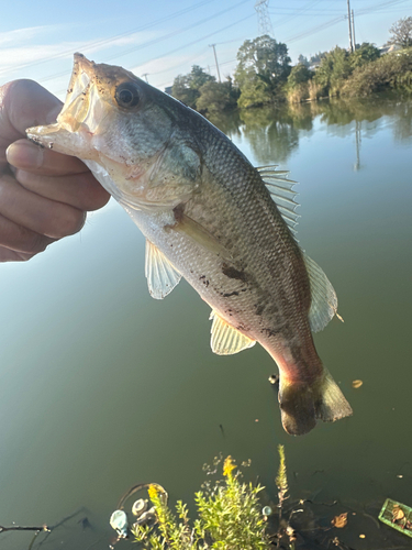 ラージマウスバスの釣果