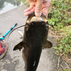 ナマズの釣果