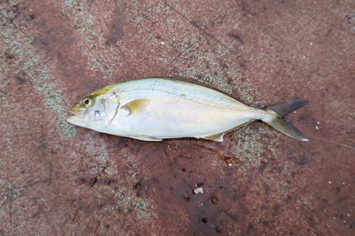 カンパチの釣果