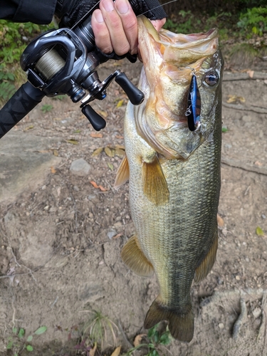 ラージマウスバスの釣果