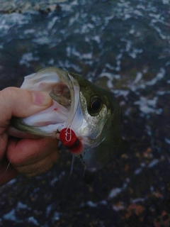 セイゴ（ヒラスズキ）の釣果