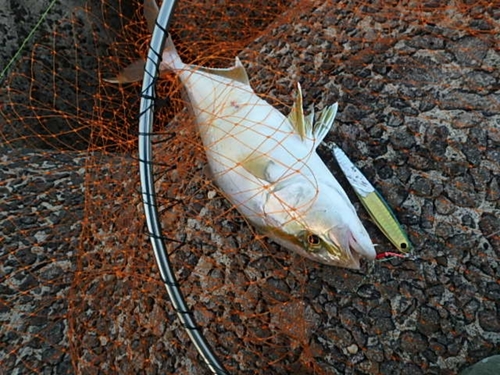 ネリゴの釣果