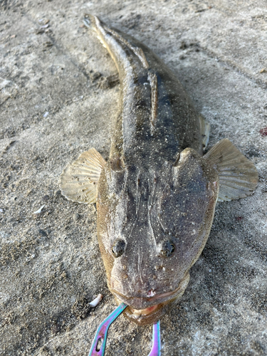 マゴチの釣果