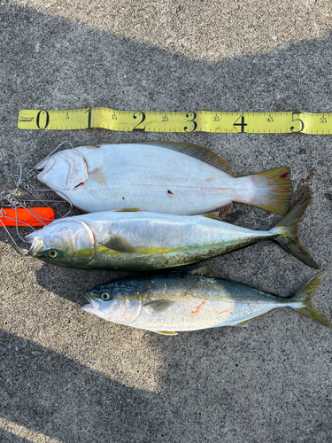 イナダの釣果