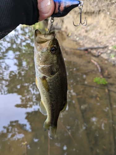 ラージマウスバスの釣果