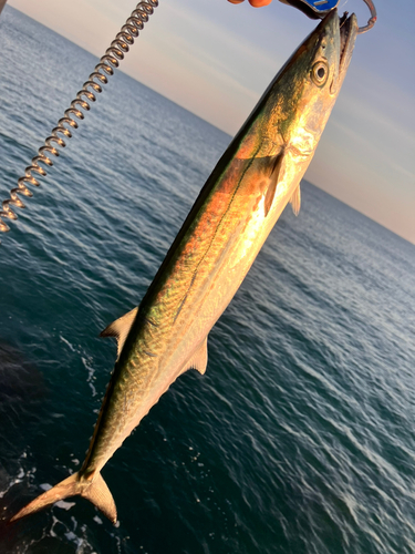 サゴシの釣果