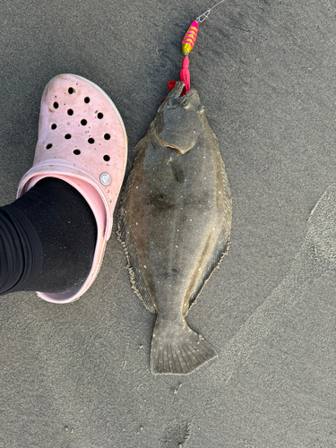 ヒラメの釣果