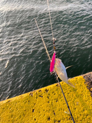 コノシロの釣果