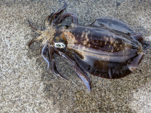 アオリイカの釣果