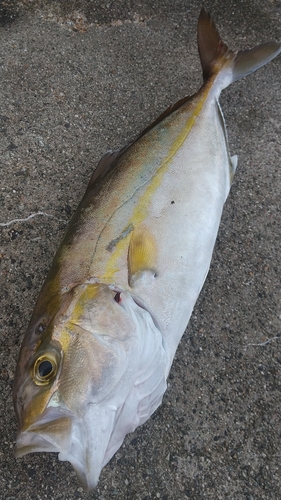 カンパチの釣果