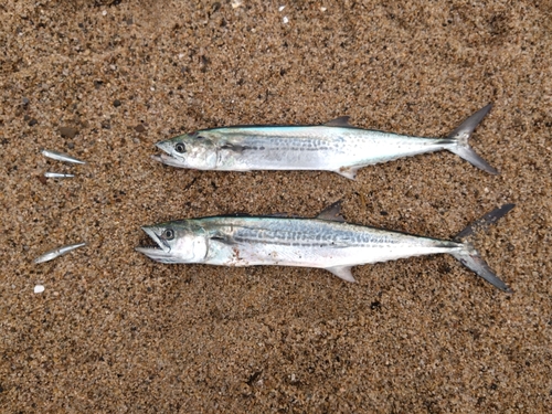 サゴシの釣果