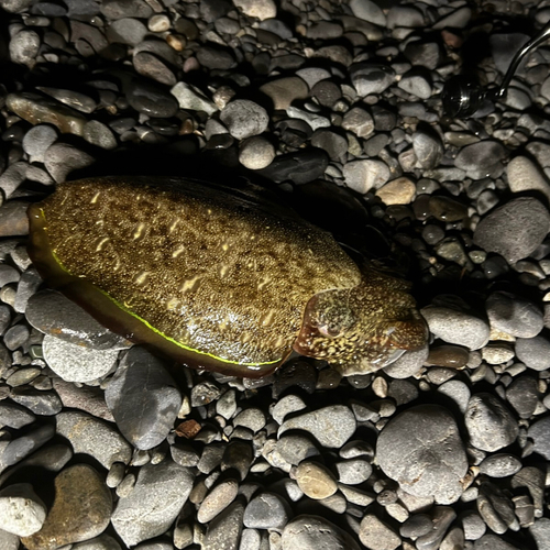 モンゴウイカの釣果