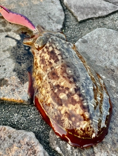 コウイカの釣果