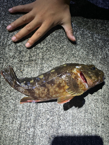 カサゴの釣果