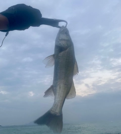 セイゴ（マルスズキ）の釣果