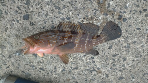 アコウの釣果